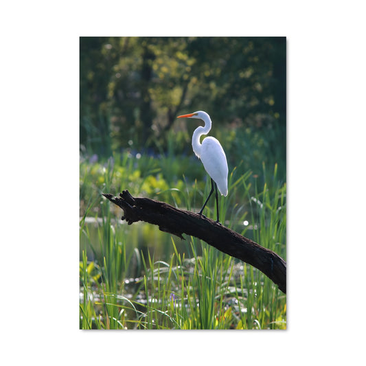 Poster Aigrette Élégante