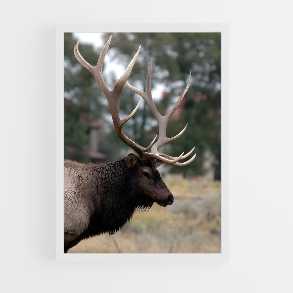 ap-elk-1 cadre Blanc