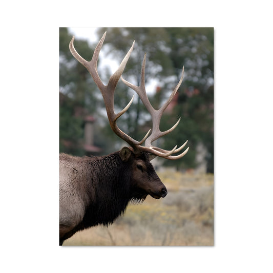 Poster Majesté des Cimes