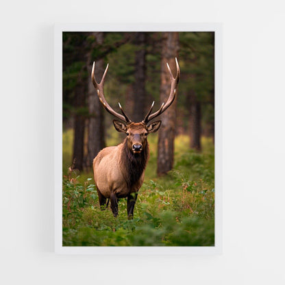 ap-elk-2 cadre Blanc