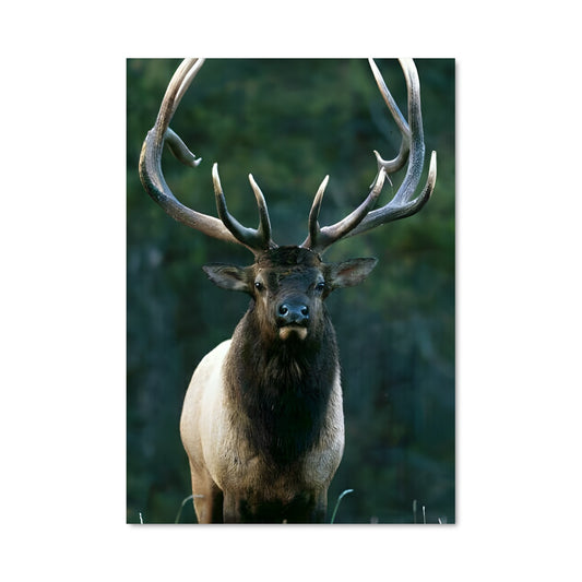 Poster Le Roi des Bois