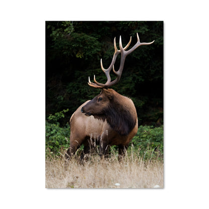 Poster Majesté des Champs