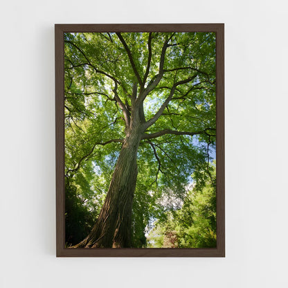 ap-elm-2 cadre Bois foncé