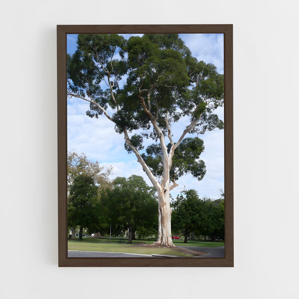 ap-eucalyptus-3 cadre Bois foncé