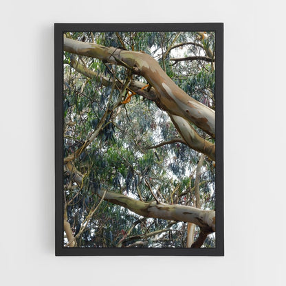 ap-eucalyptus-4 cadre Noir