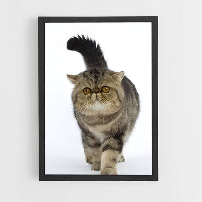 ap-exotic shorthair-2 cadre Noir
