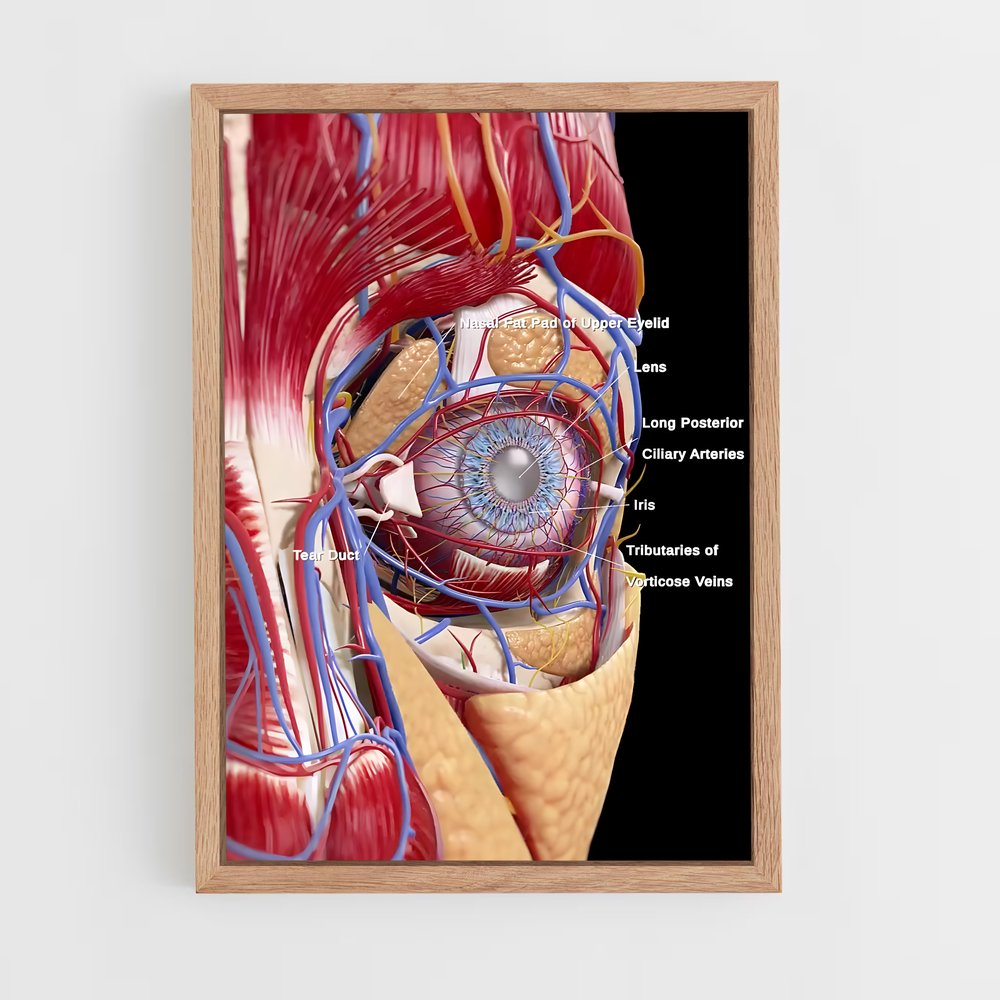 ap-eye anatomy-2 cadre Bois clair