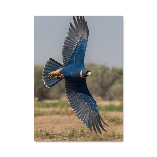 Poster Danse du Faucon