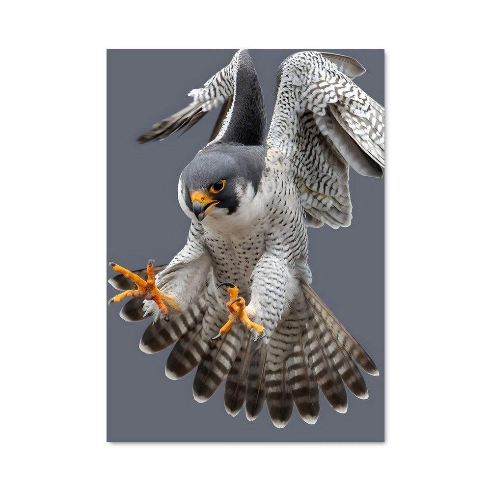 Poster Aile de Faucon