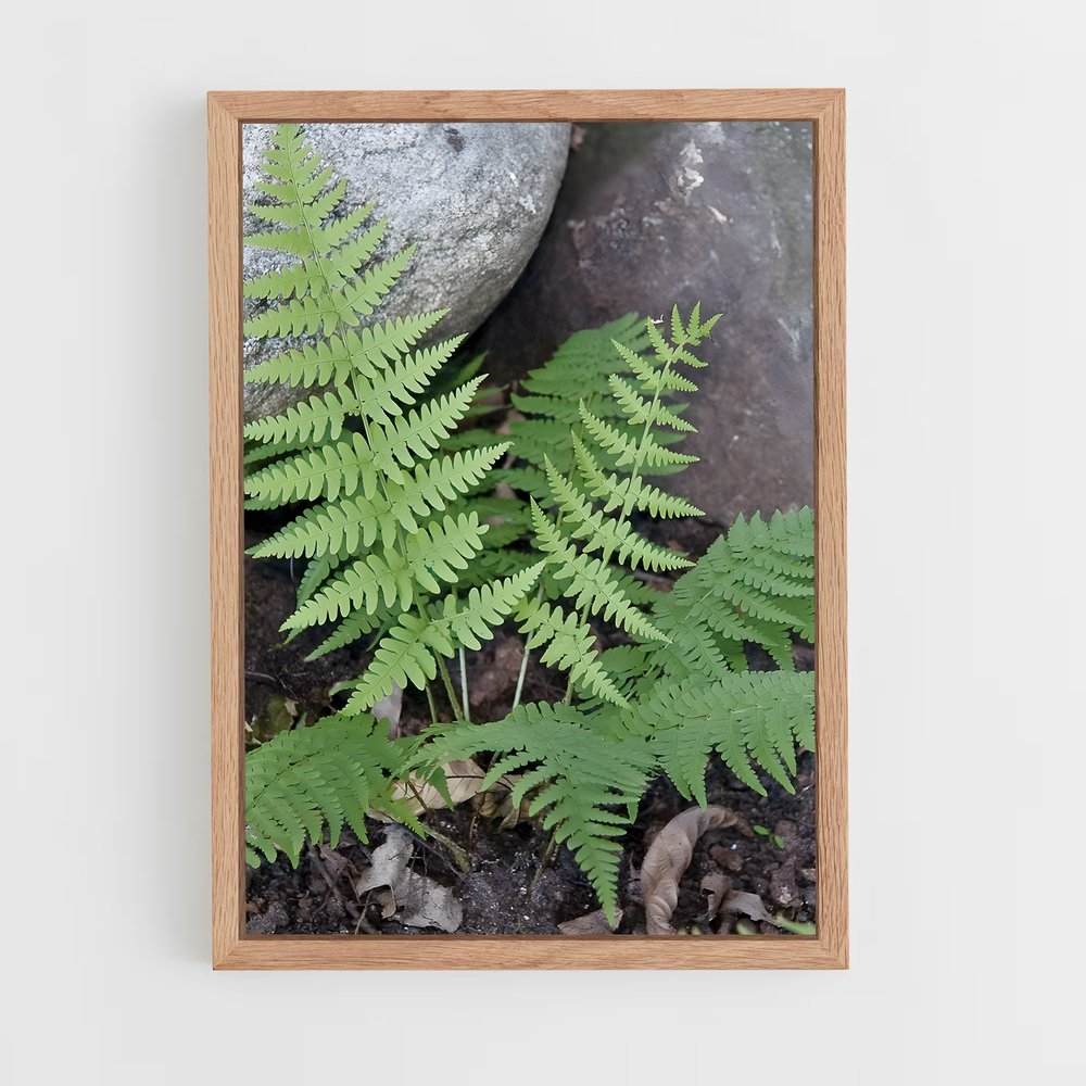 ap-ferns-10 cadre Bois clair