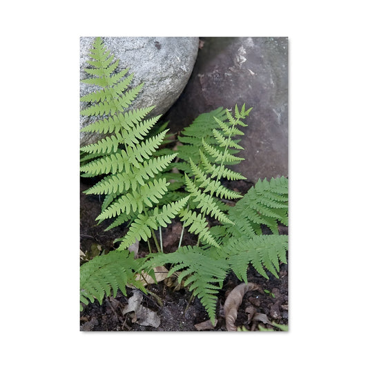 Poster La Petite Fougère