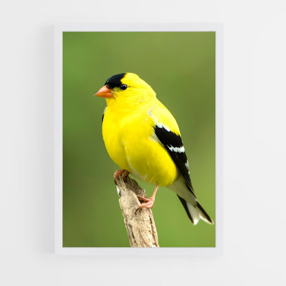 ap-finch-4 cadre Blanc