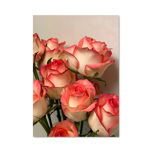 Poster Roses Poudrées