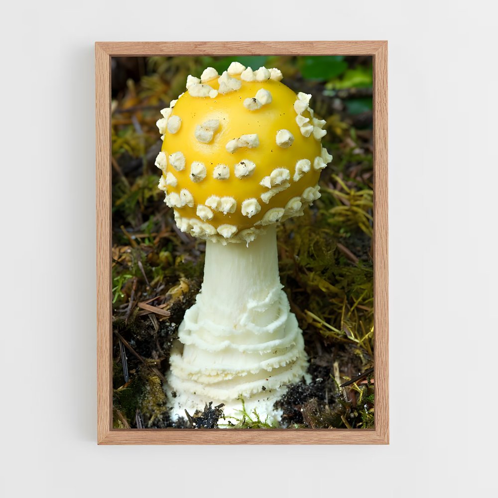 ap-fly agaric-9 cadre Bois clair
