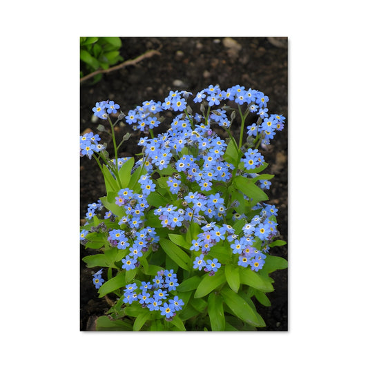 Poster Fleur de L'oubli