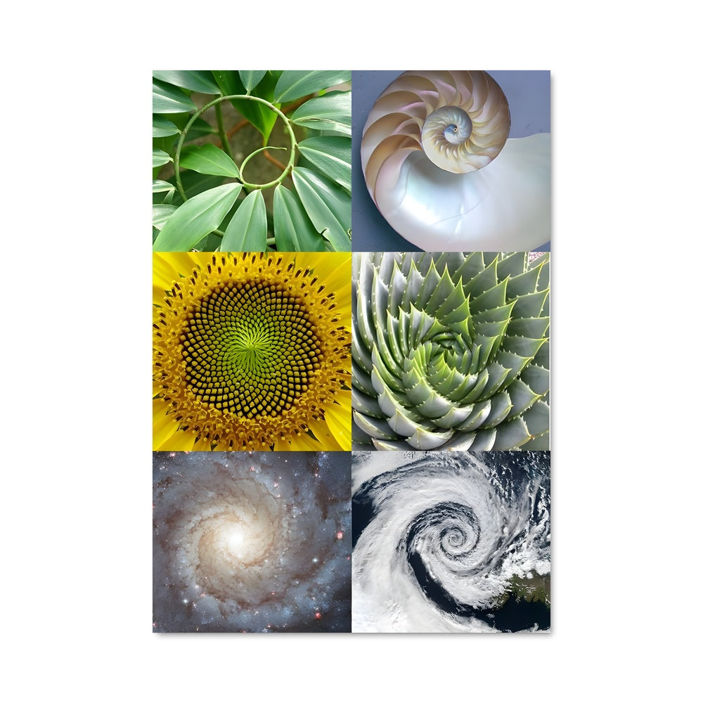Poster Jardins Fractals