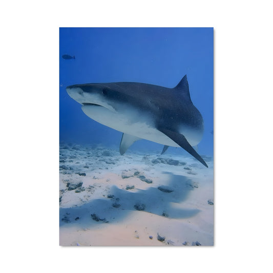 Poster Requin Majestueux