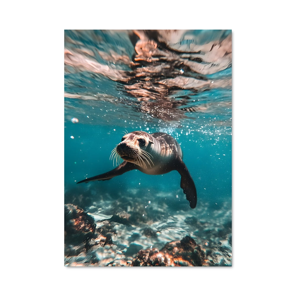 Poster Danse des Lions Marins