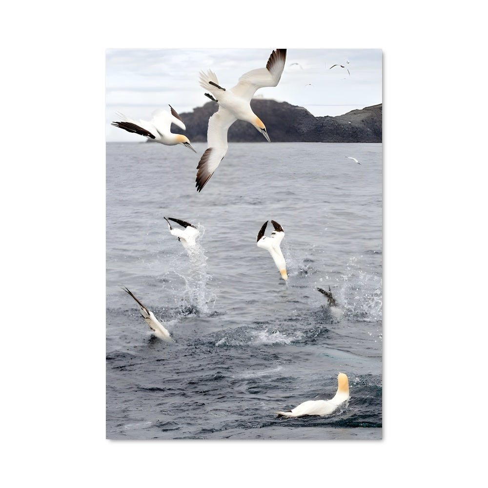 Poster Gannet 83595