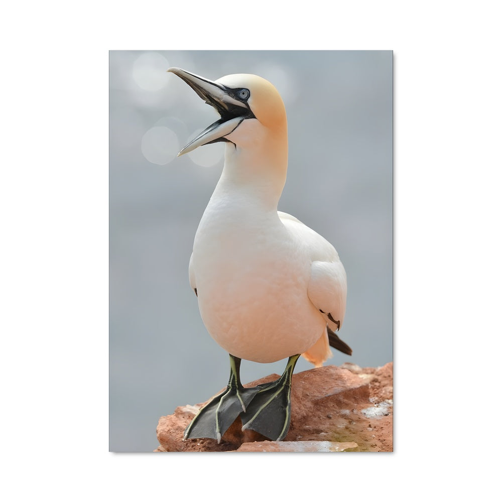 Poster Le Grand Cormoran