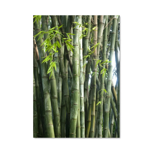 Poster Giant bamboo 96301