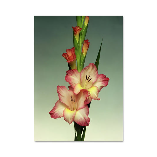 Poster Fleur d'Orchidée