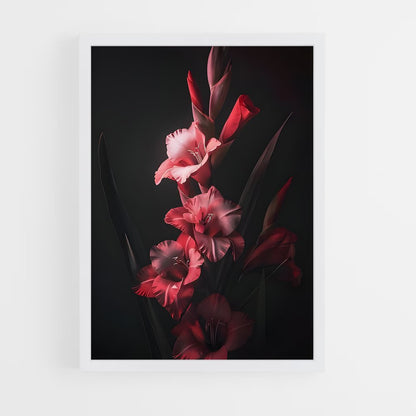 ap-gladiolus-12 cadre Blanc