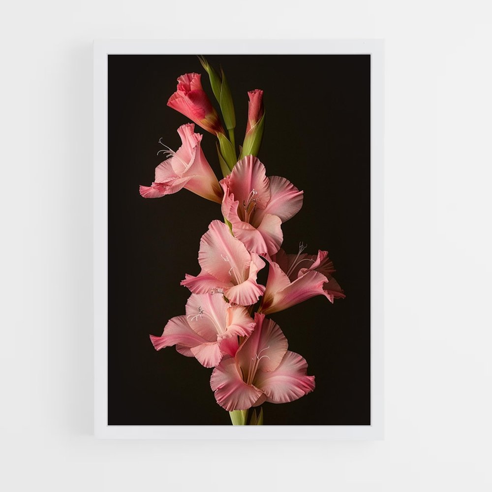 ap-gladiolus-2 cadre Blanc