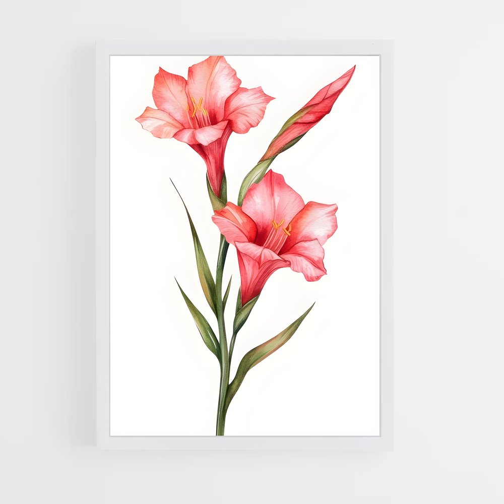 ap-gladiolus-7 cadre Blanc