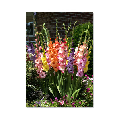 Poster Jardins de Gladiolus