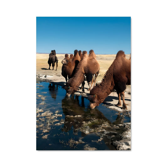 Poster Oasis de Gobi