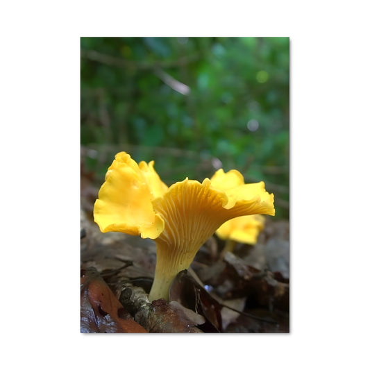 Poster Champignon Doré