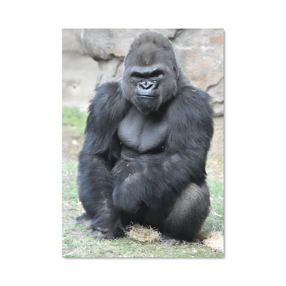 Poster Sagesse du Gorille