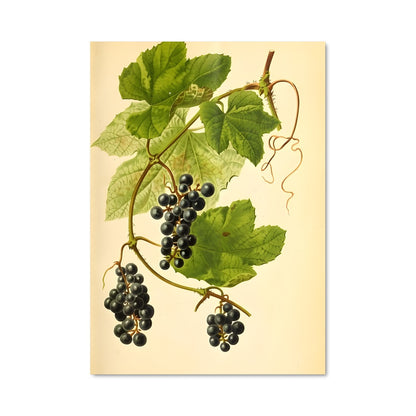 Poster Raisin d'Or
