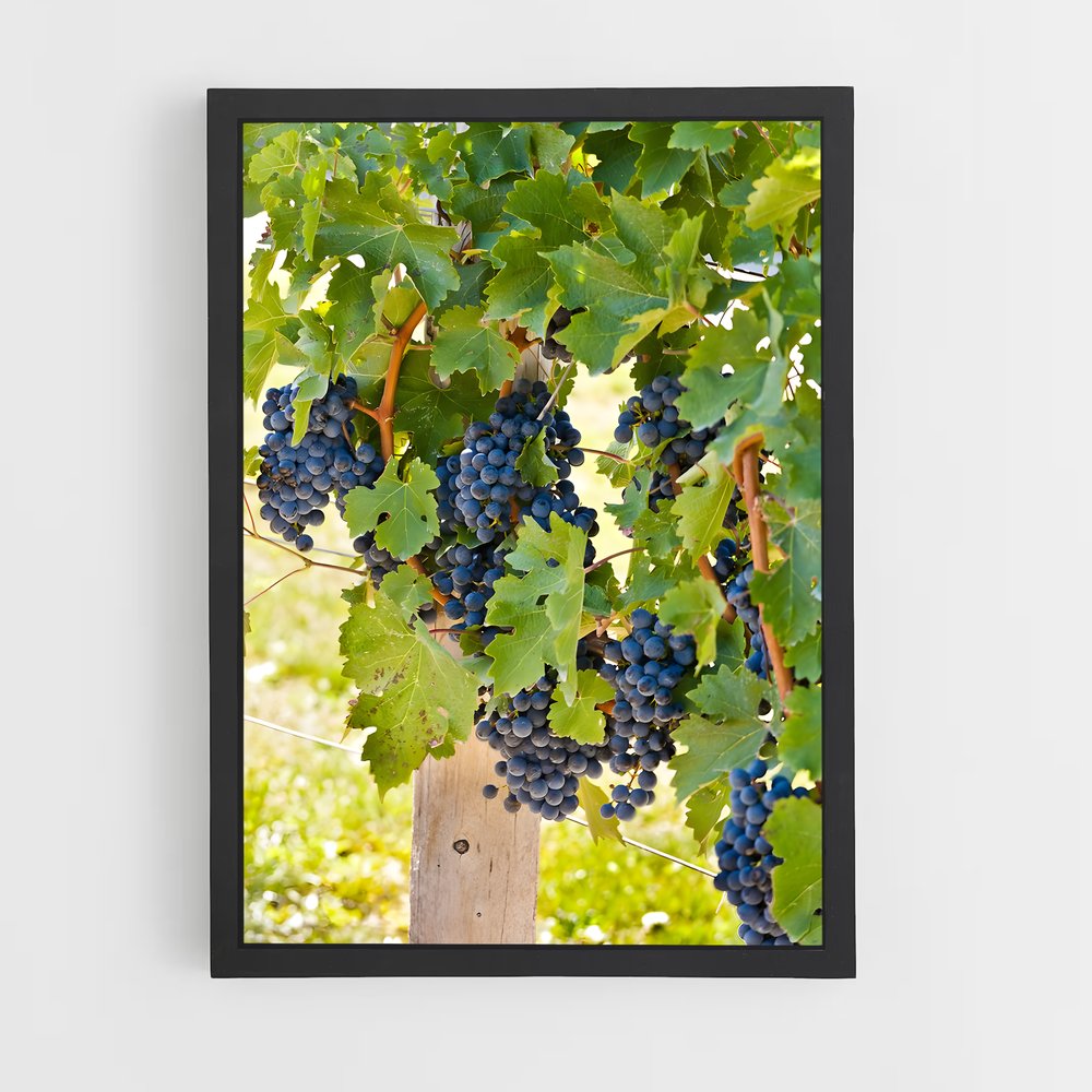 ap-grape vine-6 cadre Noir