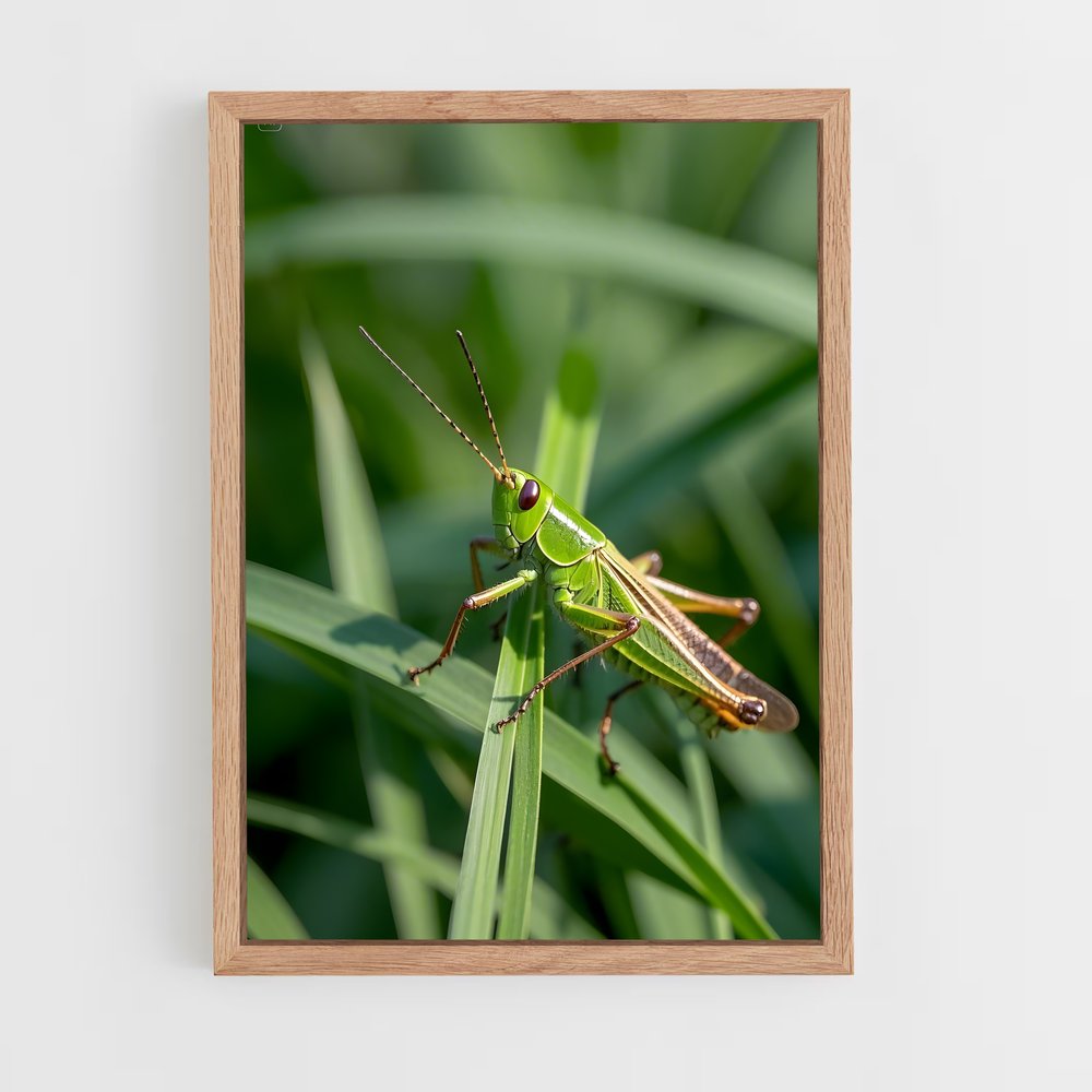 ap-grasshopper-1 cadre Bois clair