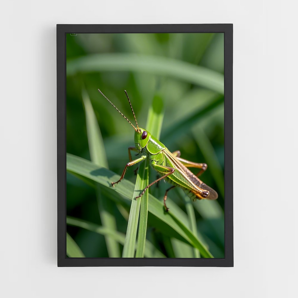 ap-grasshopper-1 cadre Noir