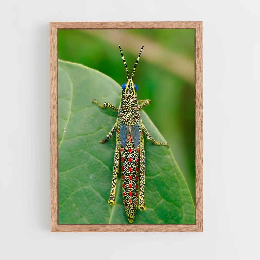 ap-grasshopper-6 cadre Bois clair