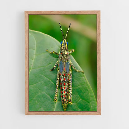 ap-grasshopper-6 cadre Bois clair