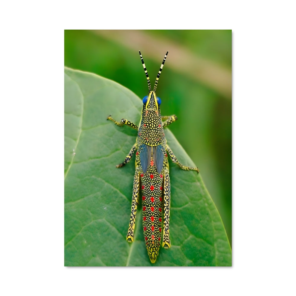 Poster Saut de Couleurs