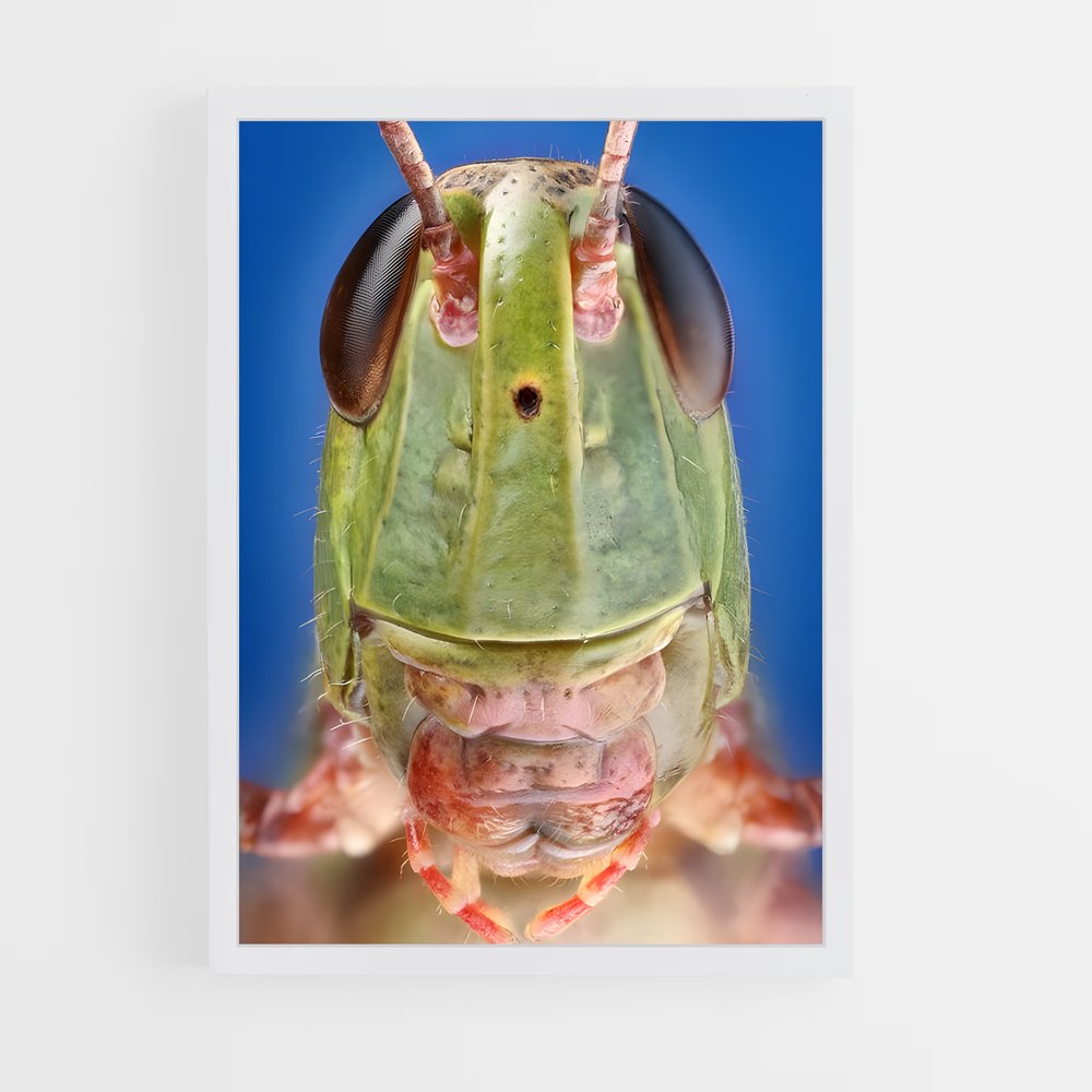 ap-grasshopper-7 cadre Blanc