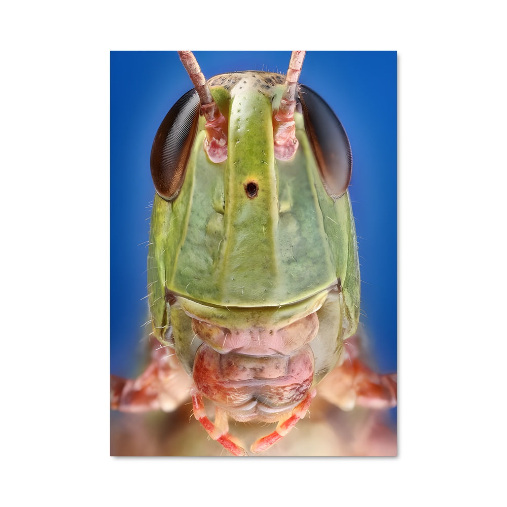 Poster La Sauterelle Émeraude