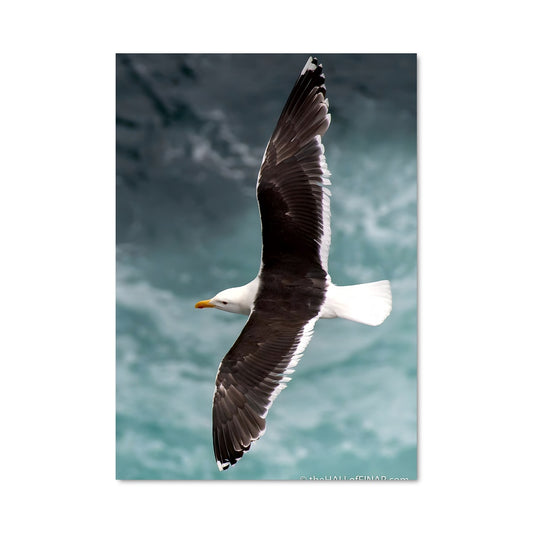 Poster L'Envol du Goéland