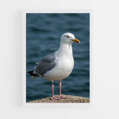 ap-gull-4 cadre Blanc