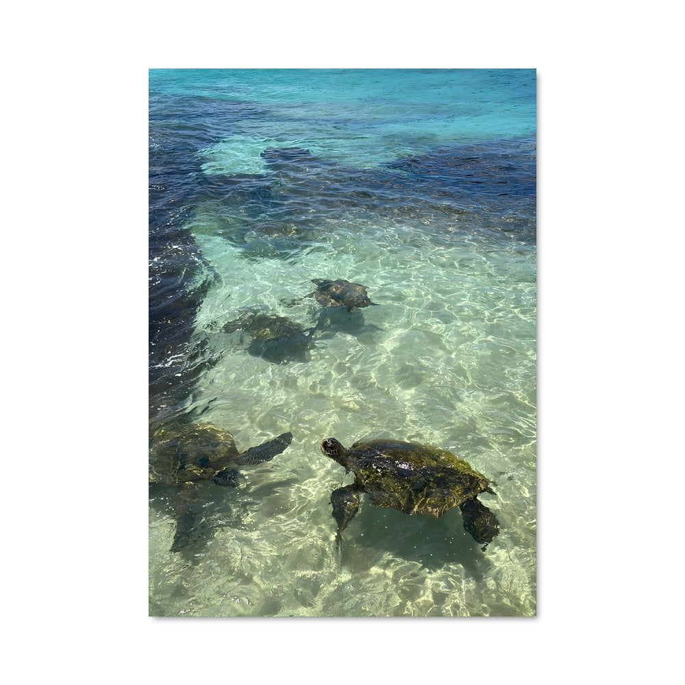 Poster Hawaii beach 94436