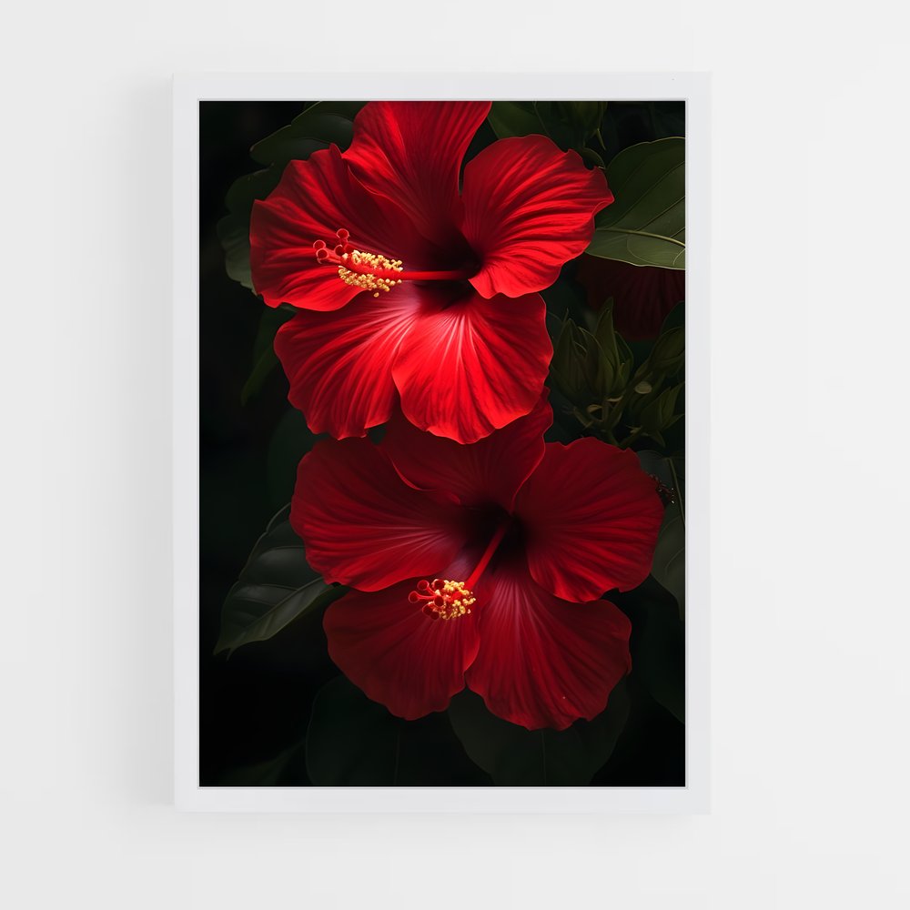 ap-hibiscus-1 cadre Blanc