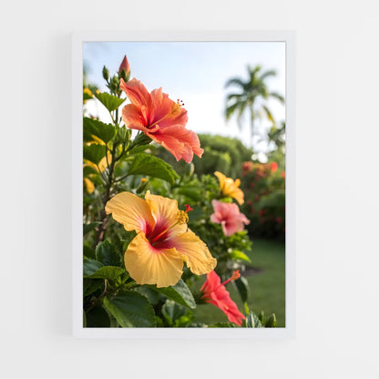 ap-hibiscus-11 cadre Blanc