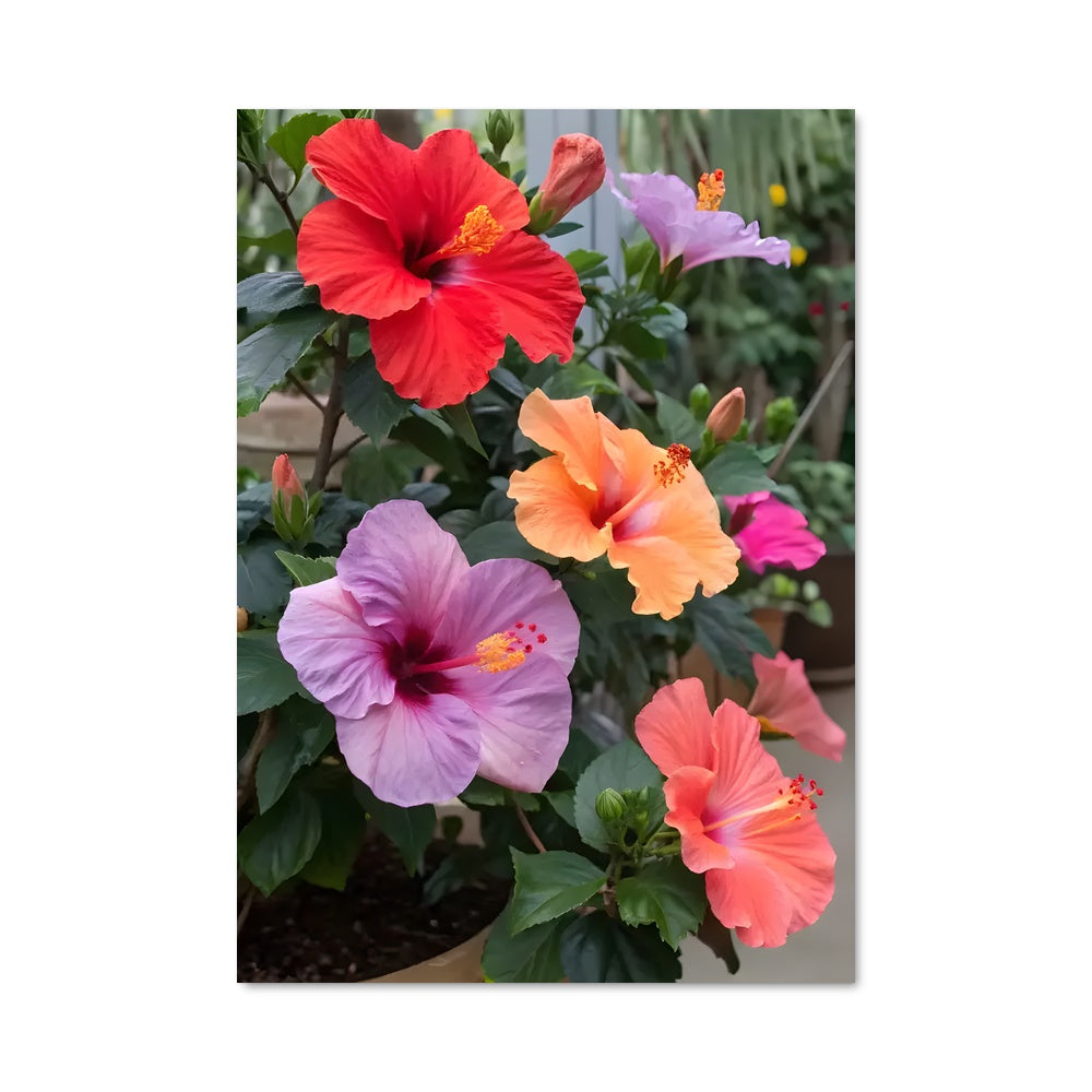 Poster Hibiscus 96587