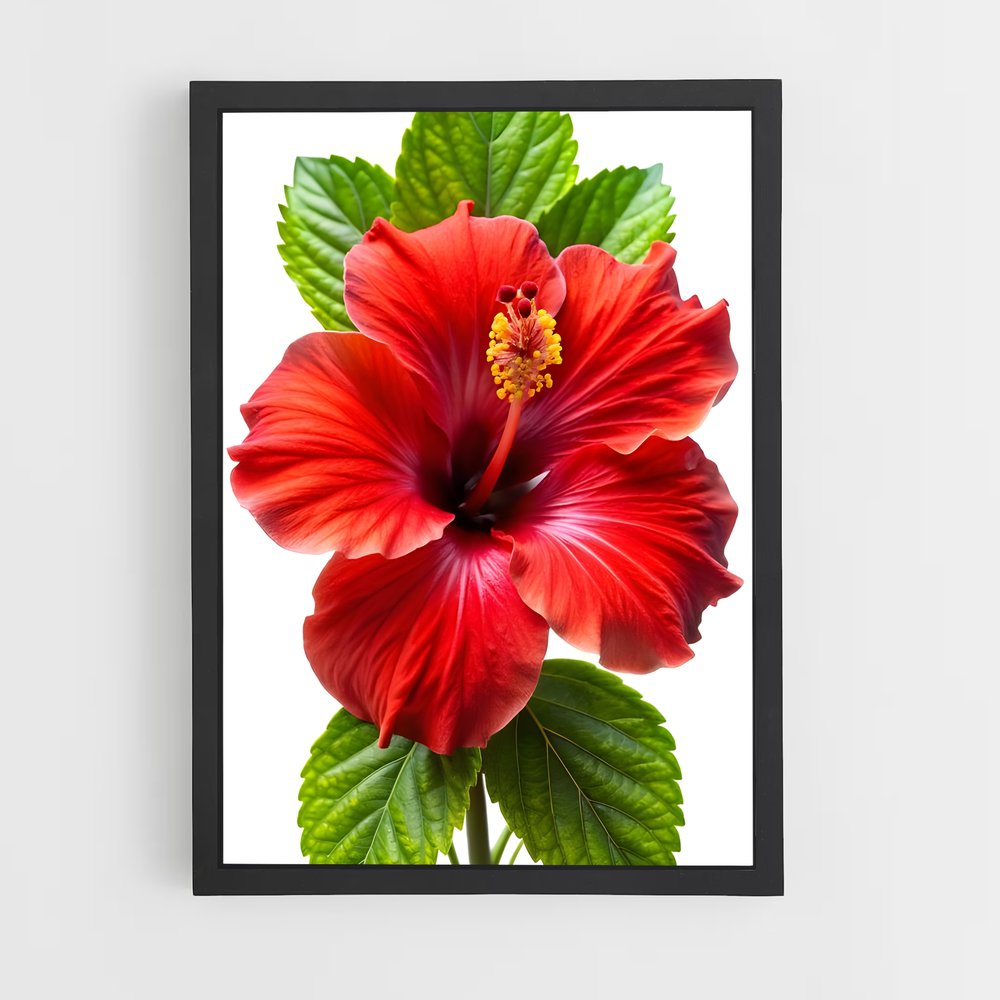 ap-hibiscus-7 cadre Noir