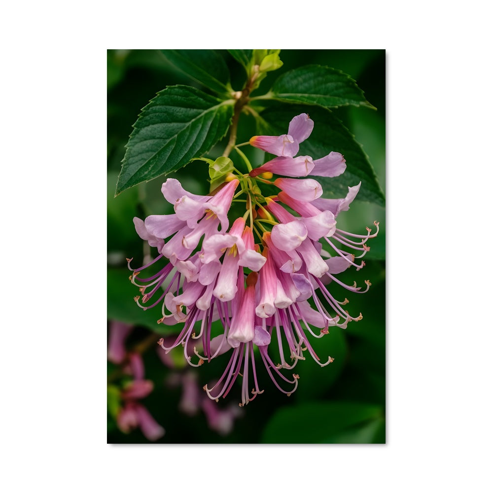 Poster Fleur de Chèvrefeuille